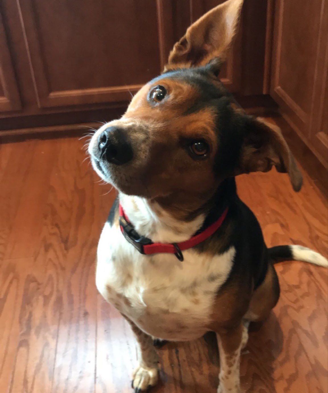 Toby, a tricolor hound mix with a red collar, sitting on a wood floor and looking up at the camera